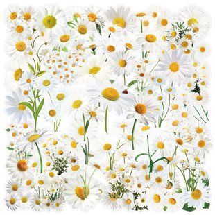 Transparent PET Stickers "Daisies" &ndash; 50 pcs