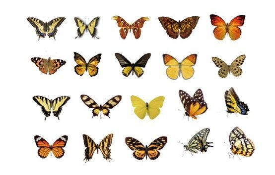 Метелики з серії The World of Butterflies "Yellow" 40 шт. 6972273849577 фото