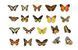 Метелики з серії The World of Butterflies "Yellow" 40 шт. 6972273849577 фото 9